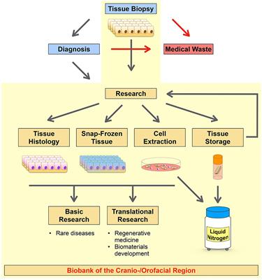 A Living Cell Repository of the Cranio-/Orofacial Region to Advance Research and Promote Personalized Medicine